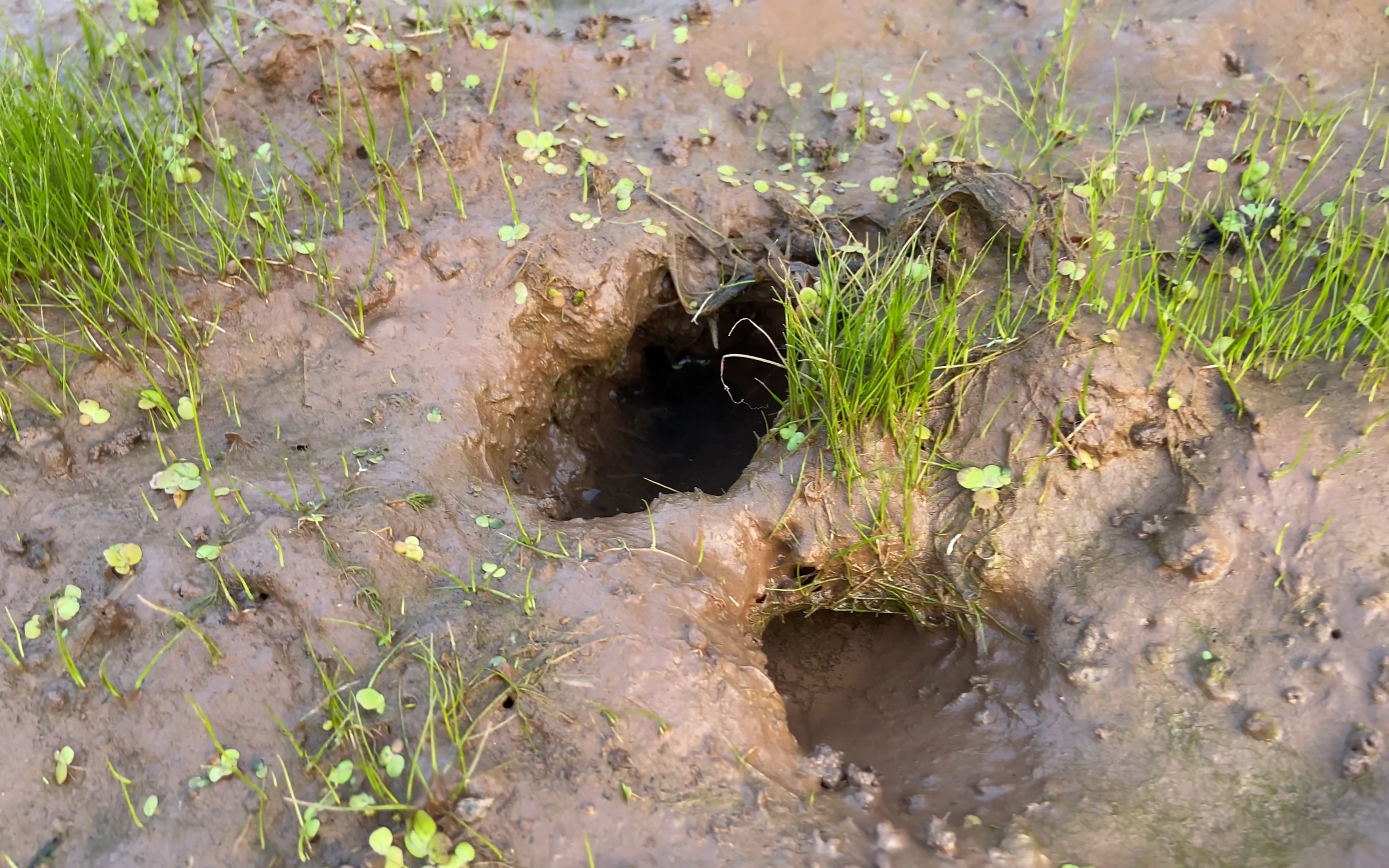 一夜之间,稻田里的水都不见了,看到这2个小龙虾洞就知道原因了_哔哩