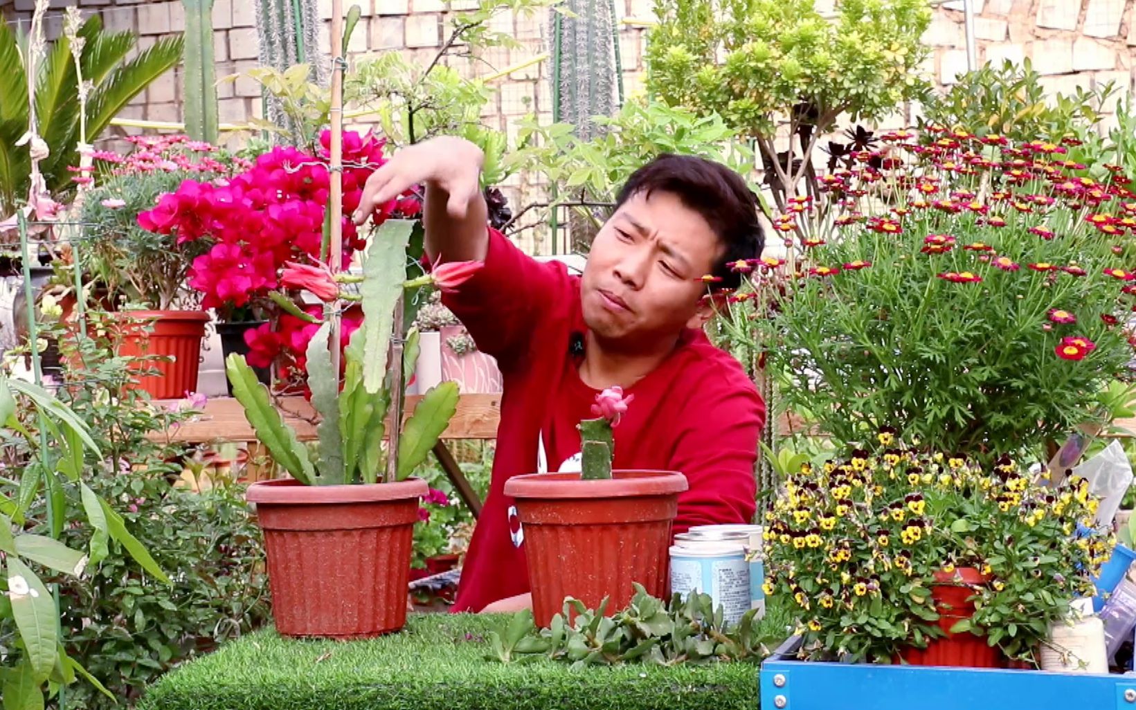 令箭荷花开花不必太麻烦,只要掌握“重点”,短短一截也能开花!哔哩哔哩bilibili