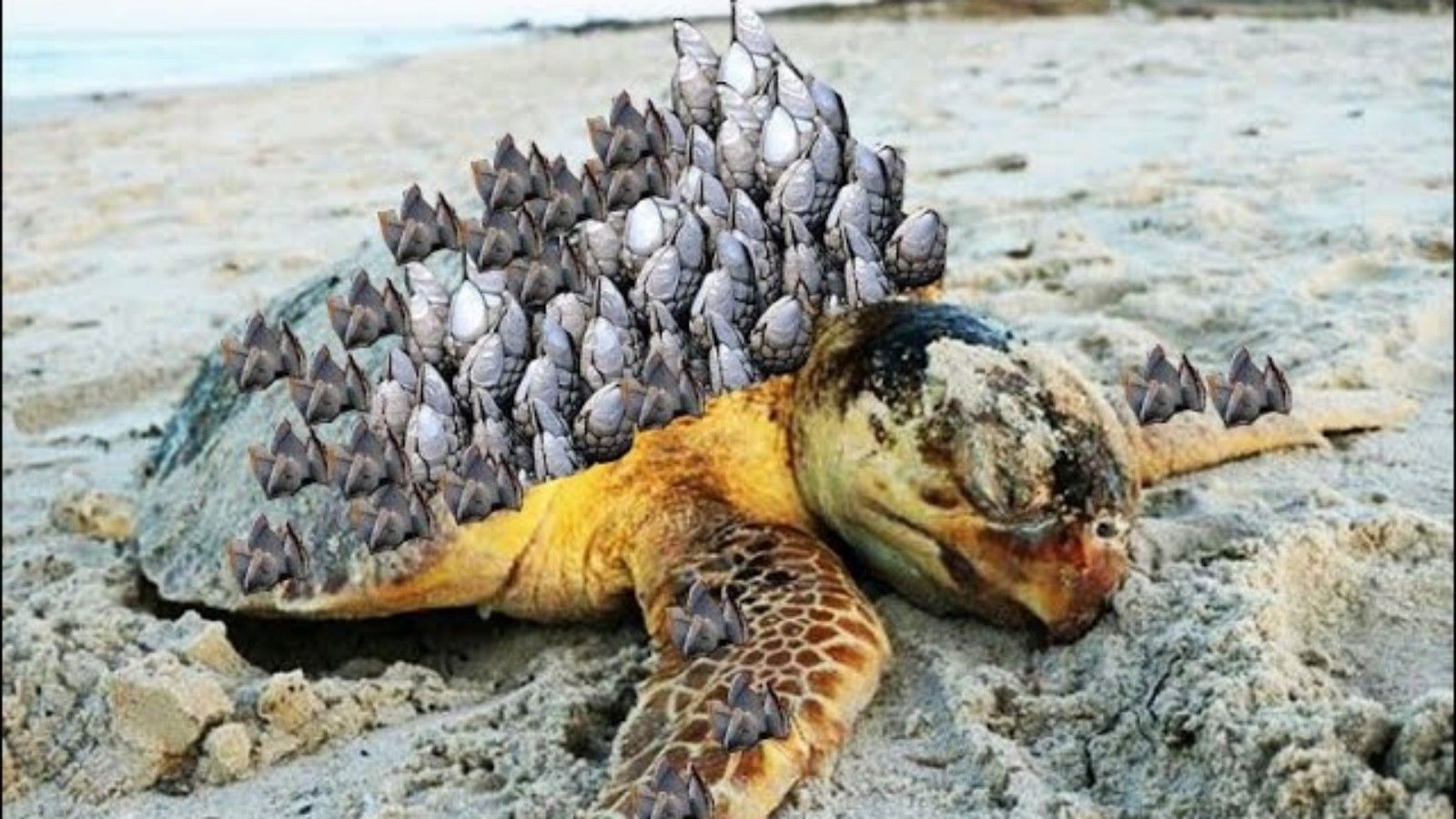 藤壶灭杀拯救龟龟大行动 44