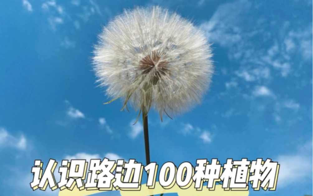 认识路边100种植物|01. 婆罗门参哔哩哔哩bilibili