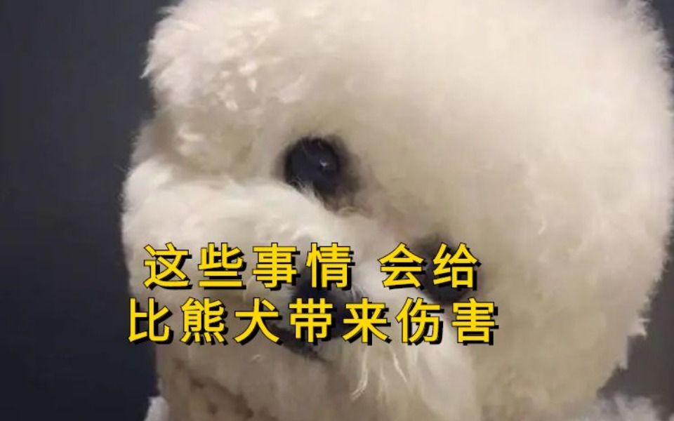 这些事情 会给比熊犬带来伤害哔哩哔哩bilibili