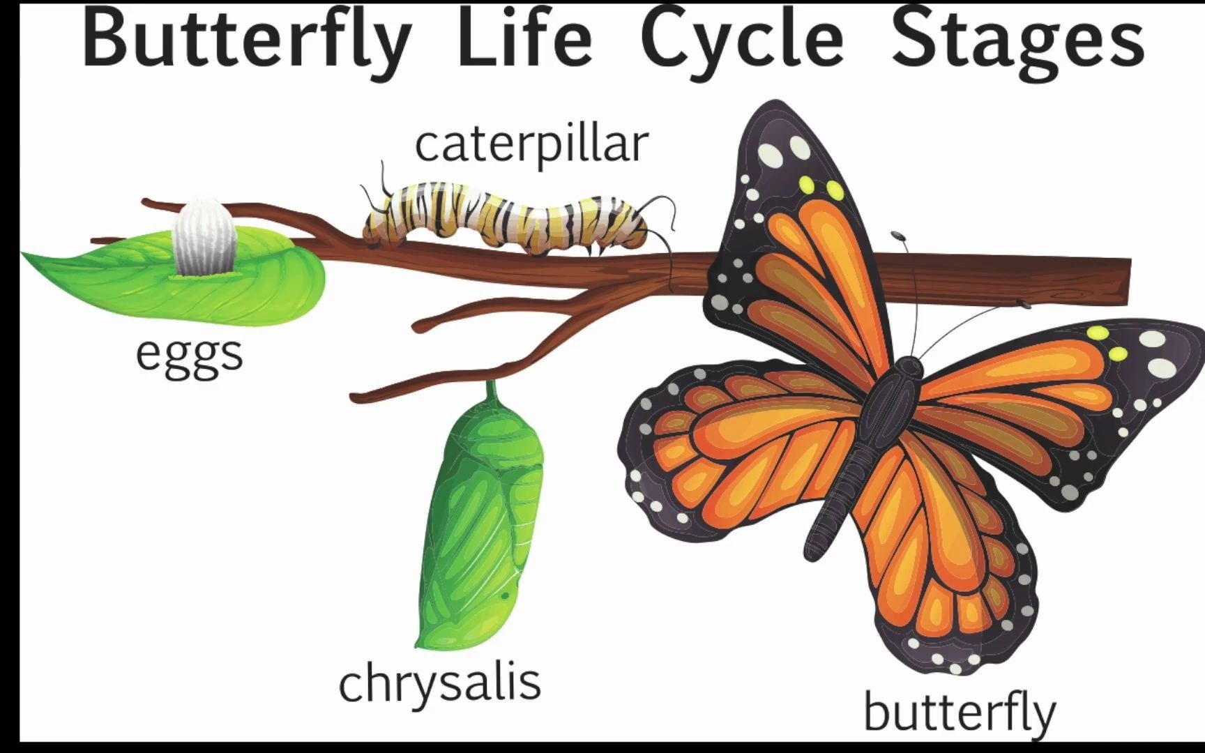 英文儿歌蝴蝶的生命周期butterflylifecyclesongbyclassroomlearning