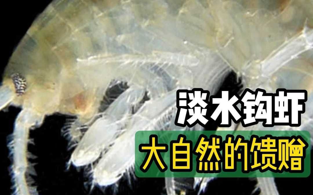 淡水钩虾并不是真正的虾,而是属于端足目动物的一种甲壳类动物哔哩哔哩bilibili