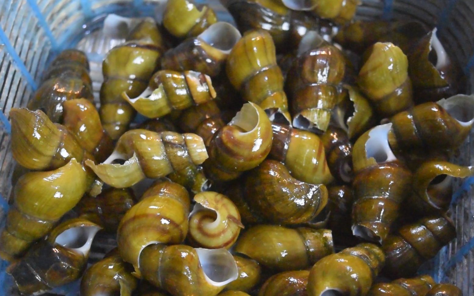 我家山螺从不炒着吃,不蒸也不爆炒,清热解暑无腥