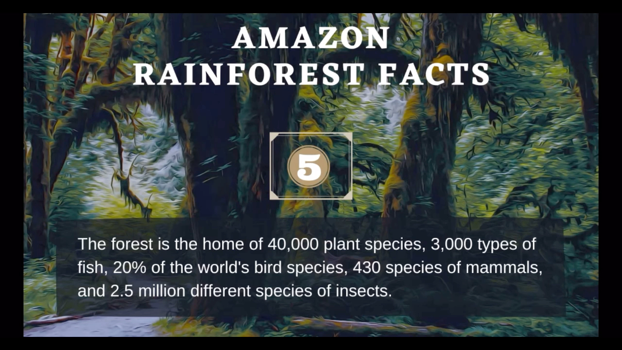 [图]About the Amazon Rainforest