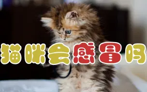 Video herunterladen: 猫咪会感冒吗