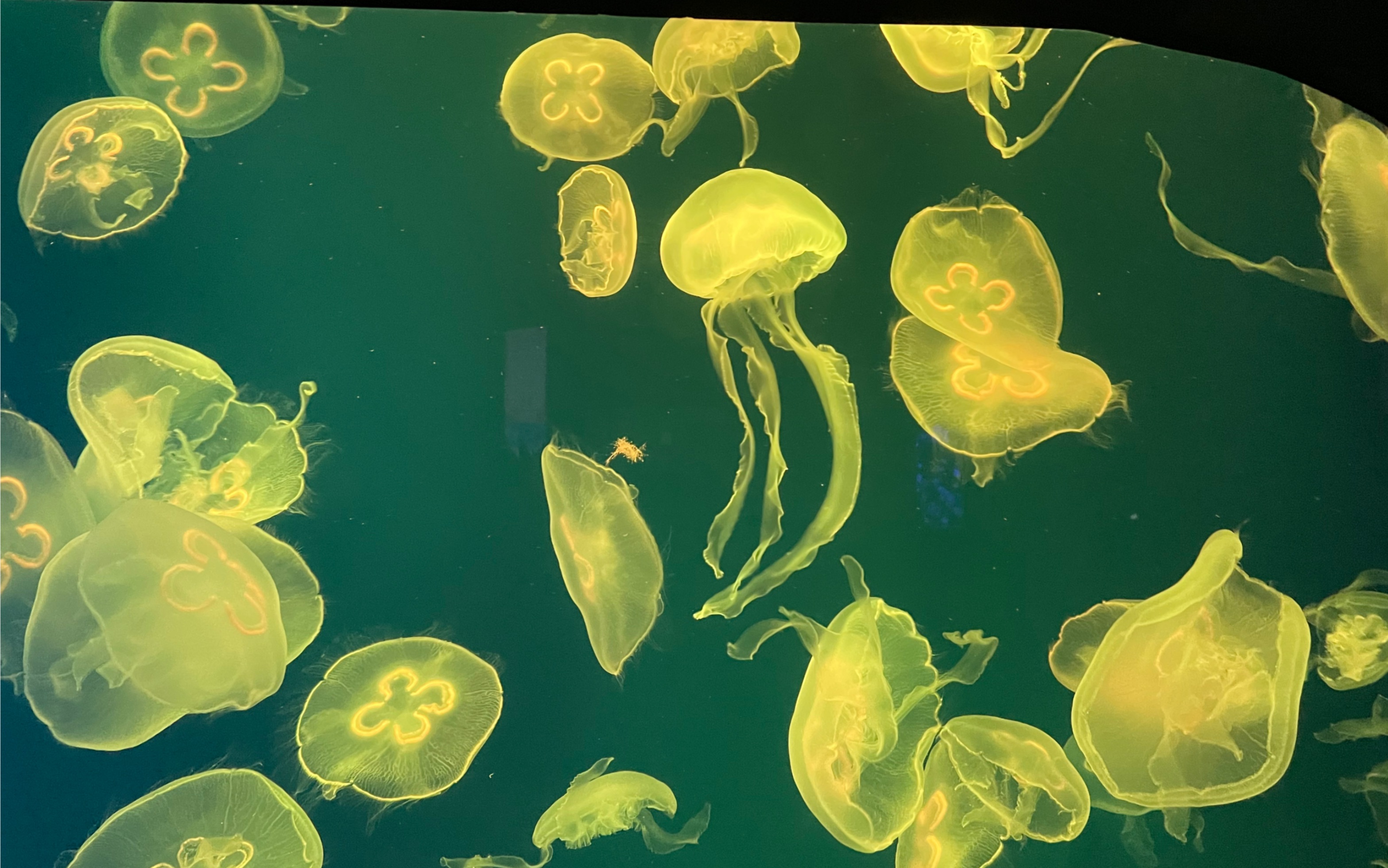 【海洋馆】水母能有什么烦恼呢