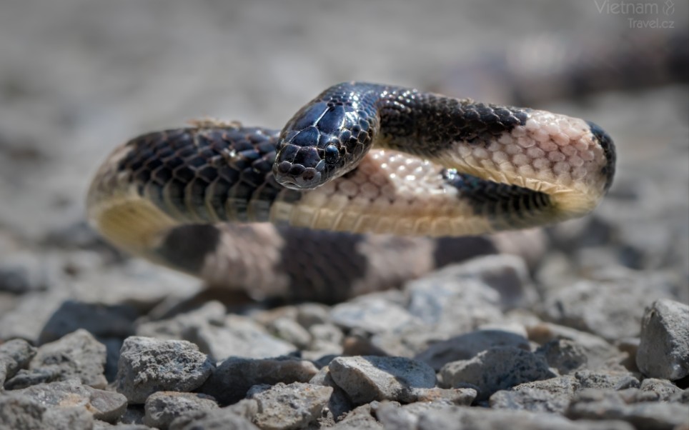 马来环蛇捕食其他蛇类