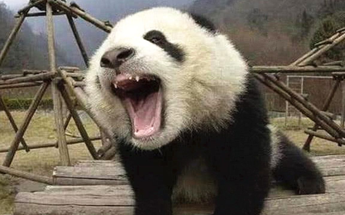大熊猫 凶猛图片