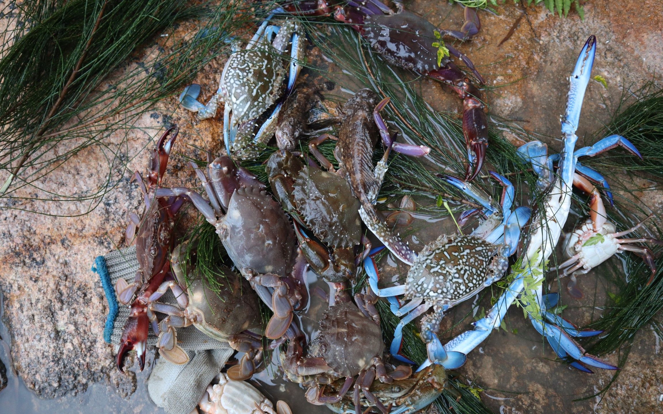 渔妹的蟹笼收获不少,赶海渔民眼红一起放,一笼里的货真不少