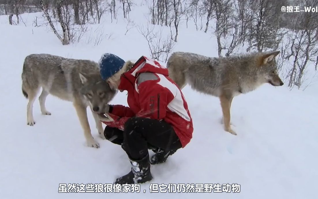 [图]在大雪纷飞中零距离接触狼群