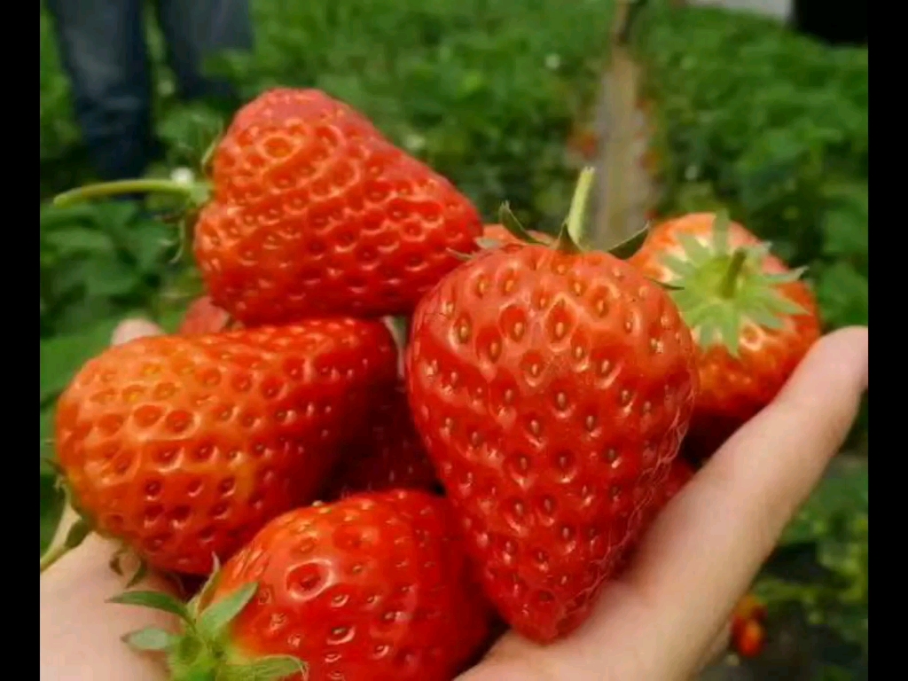 颗颗优选精品草莓