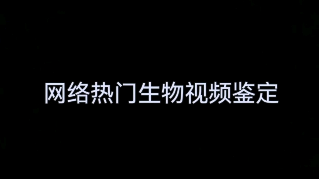 【上海龙之队】鉴定一下网络热门生物视频电子竞技热门视频