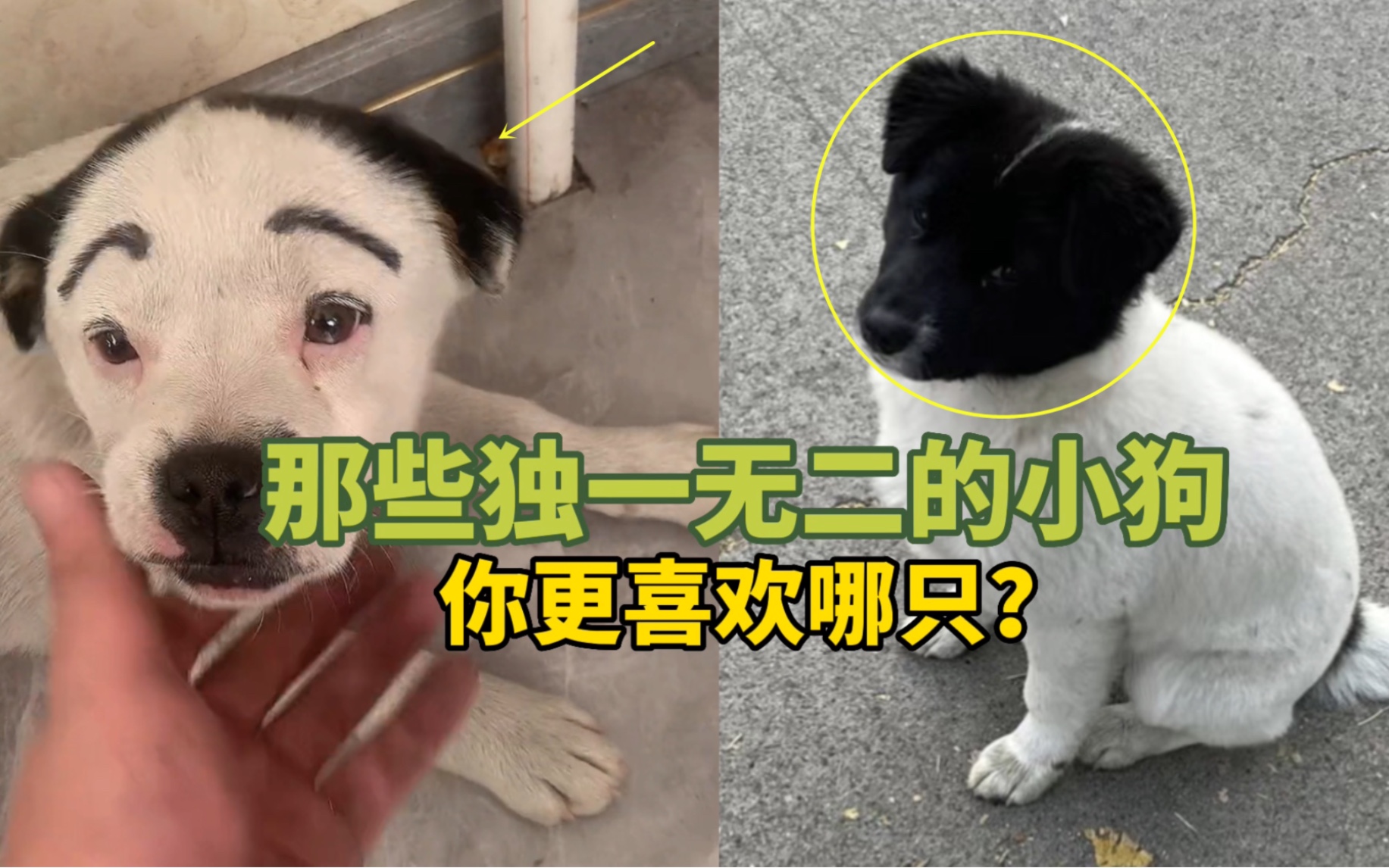 《宠物圈那些独一无二的小狗》你更喜欢哪只?哔哩哔哩bilibili