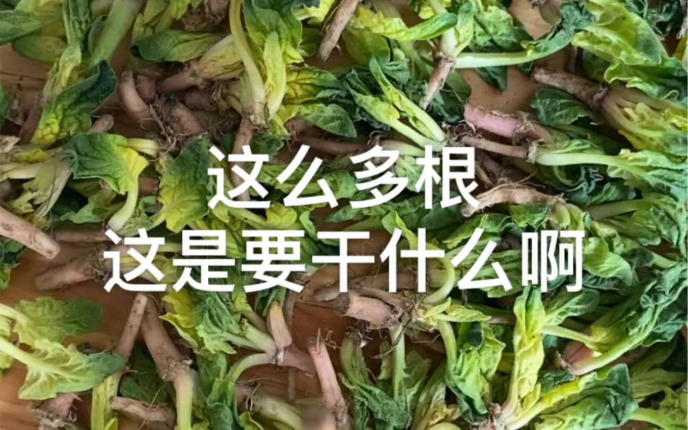 [图]《闹市种菜》这么多根，这是要干什么啊