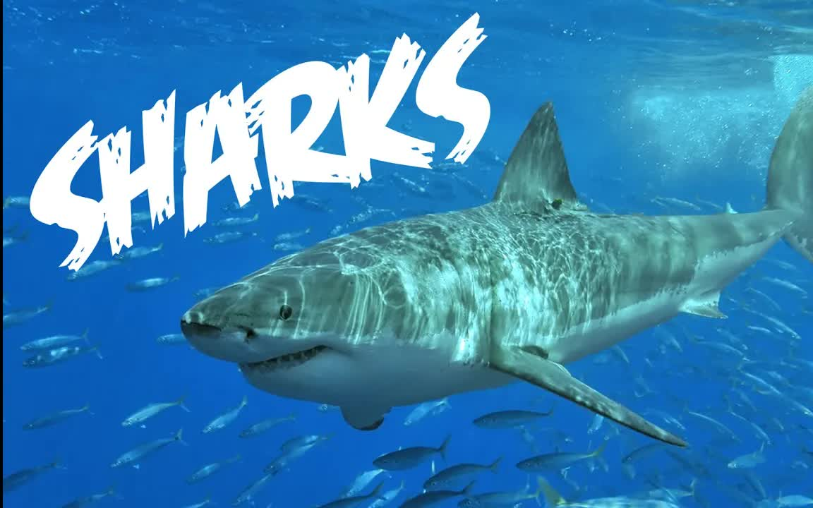 [图]【美国儿童启蒙教育】【美音】关于鲨鱼的一切-All About Sharks