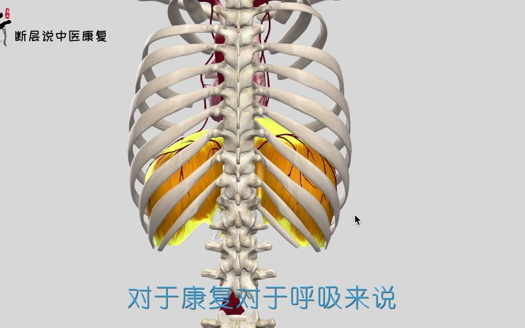 “呼吸到脐,寿与天齐”是真的吗?呼吸对于颈肩腰腿痛究竟多重要!哔哩哔哩bilibili