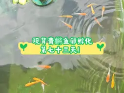 Tải video: 观背青鳉鱼卵孵化第七十三天！去掉加热棒，鱼儿状态又好起来啦！