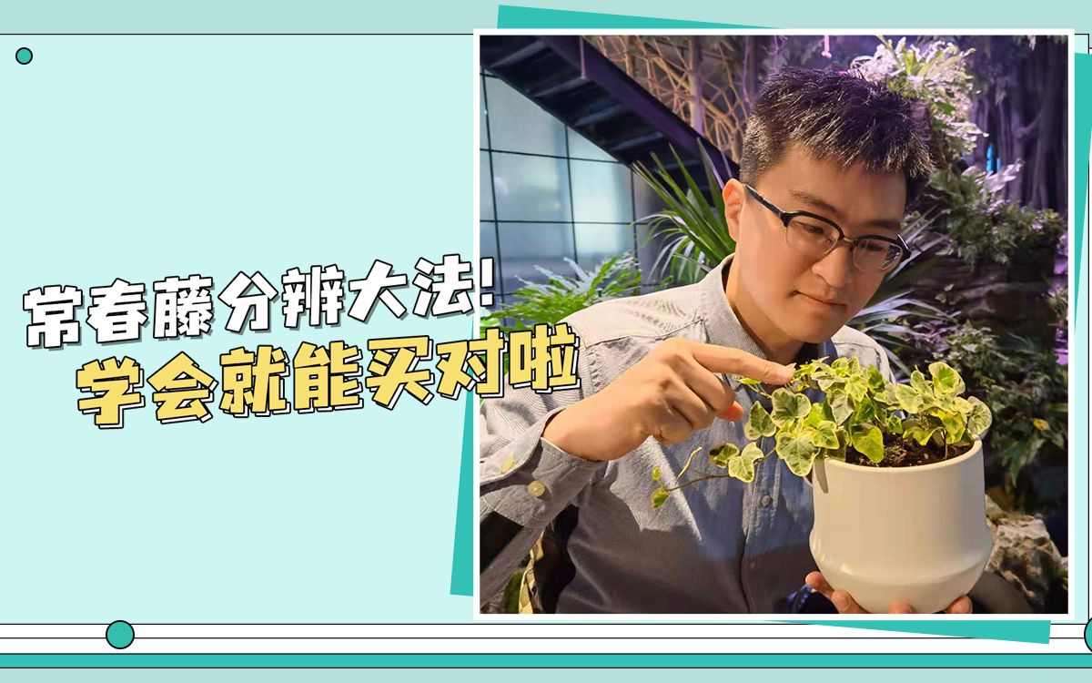 【植物养护分享】常青藤分辨大法!学会就能选对啦~哔哩哔哩bilibili