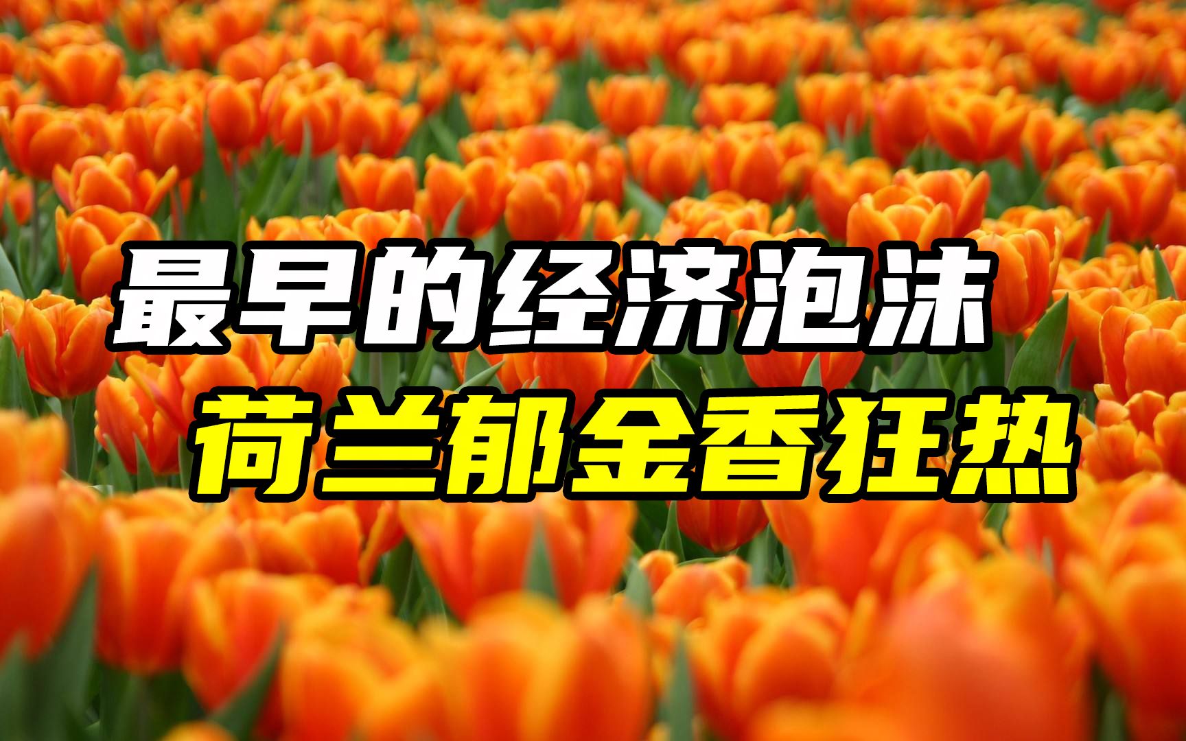 一朵花引发的群体狂热:荷兰郁金香泡沫哔哩哔哩bilibili