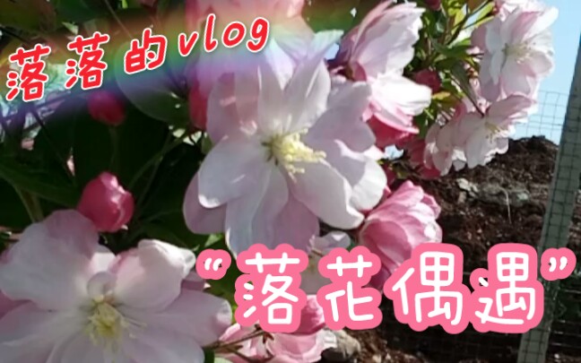 [图]【落落的vlog】：真· 落 花 偶 遇