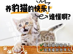 Download Video: 孟加拉豹猫好养吗？性格怎么样？适合普通人吗？