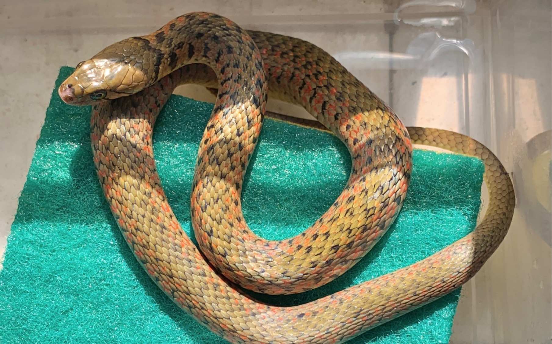 黄斑渔游蛇捕食泥鳅～_哔哩哔哩_bilibili