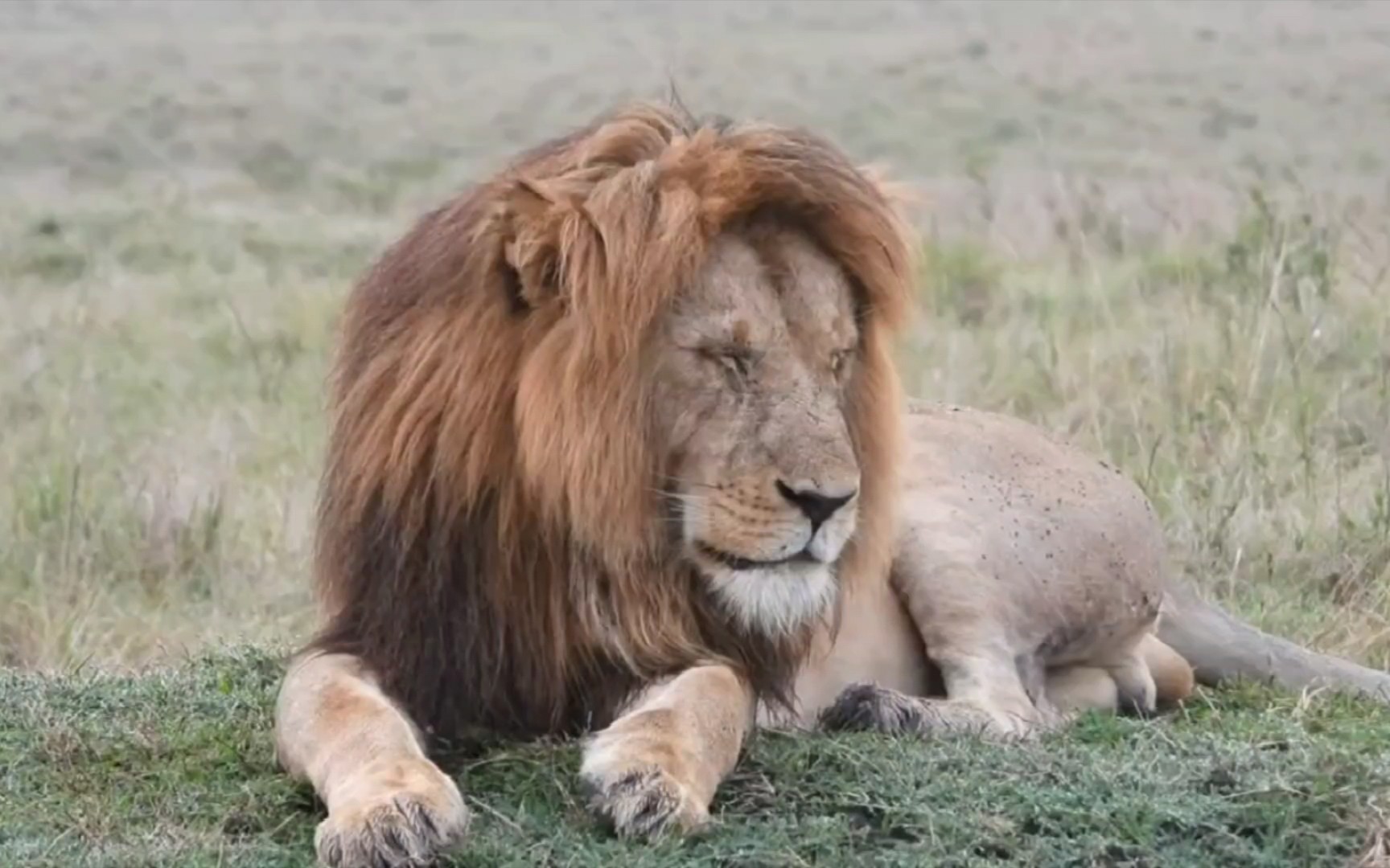 马沙狮群地主大雄狮半尾,发型太美_哔哩哔哩_bilibili