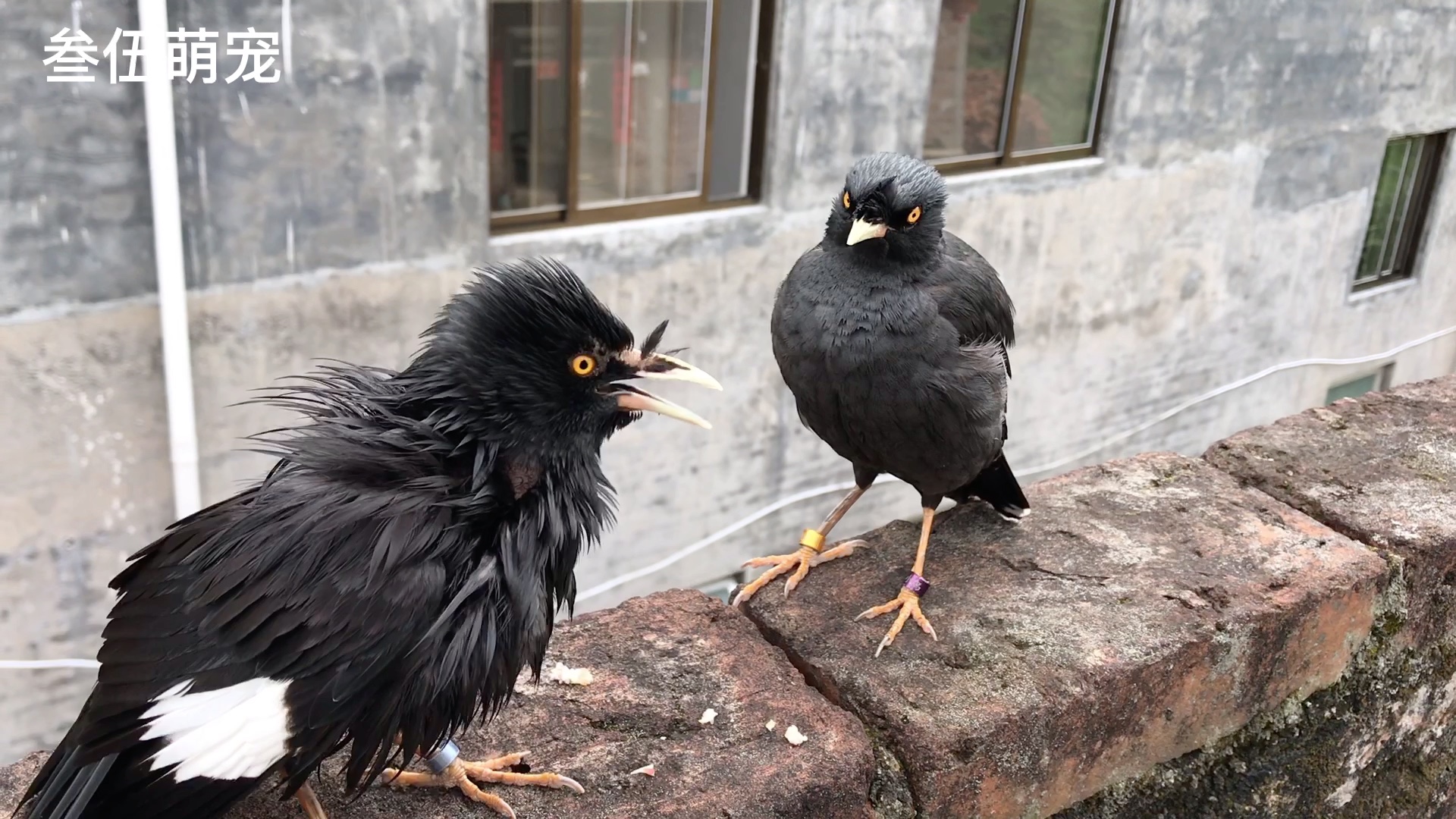 八哥忌讳别人摸它的尾巴,趁它不注意摸了一下,看它什么反应