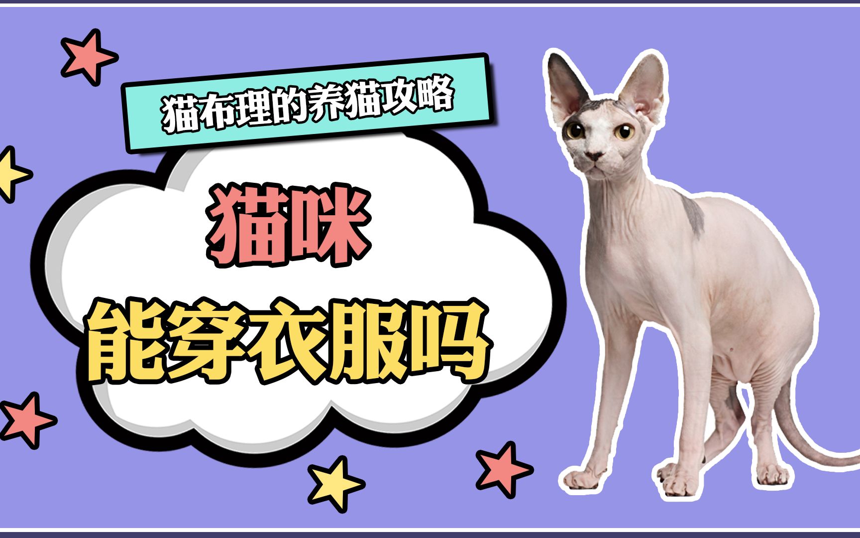 猫咪到底能不能穿衣服?哔哩哔哩bilibili