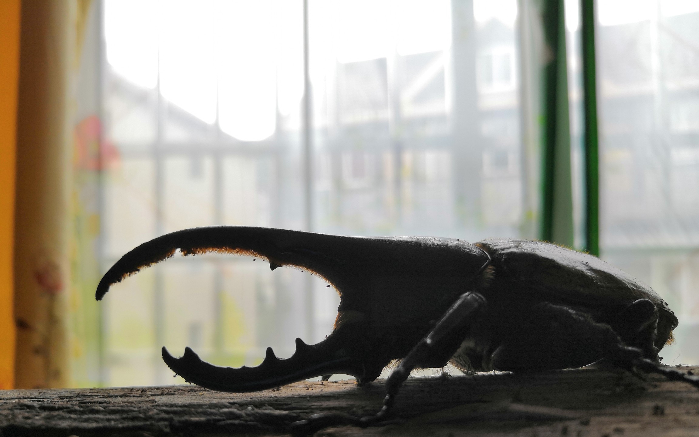 开箱长戟大兜虫单公哦