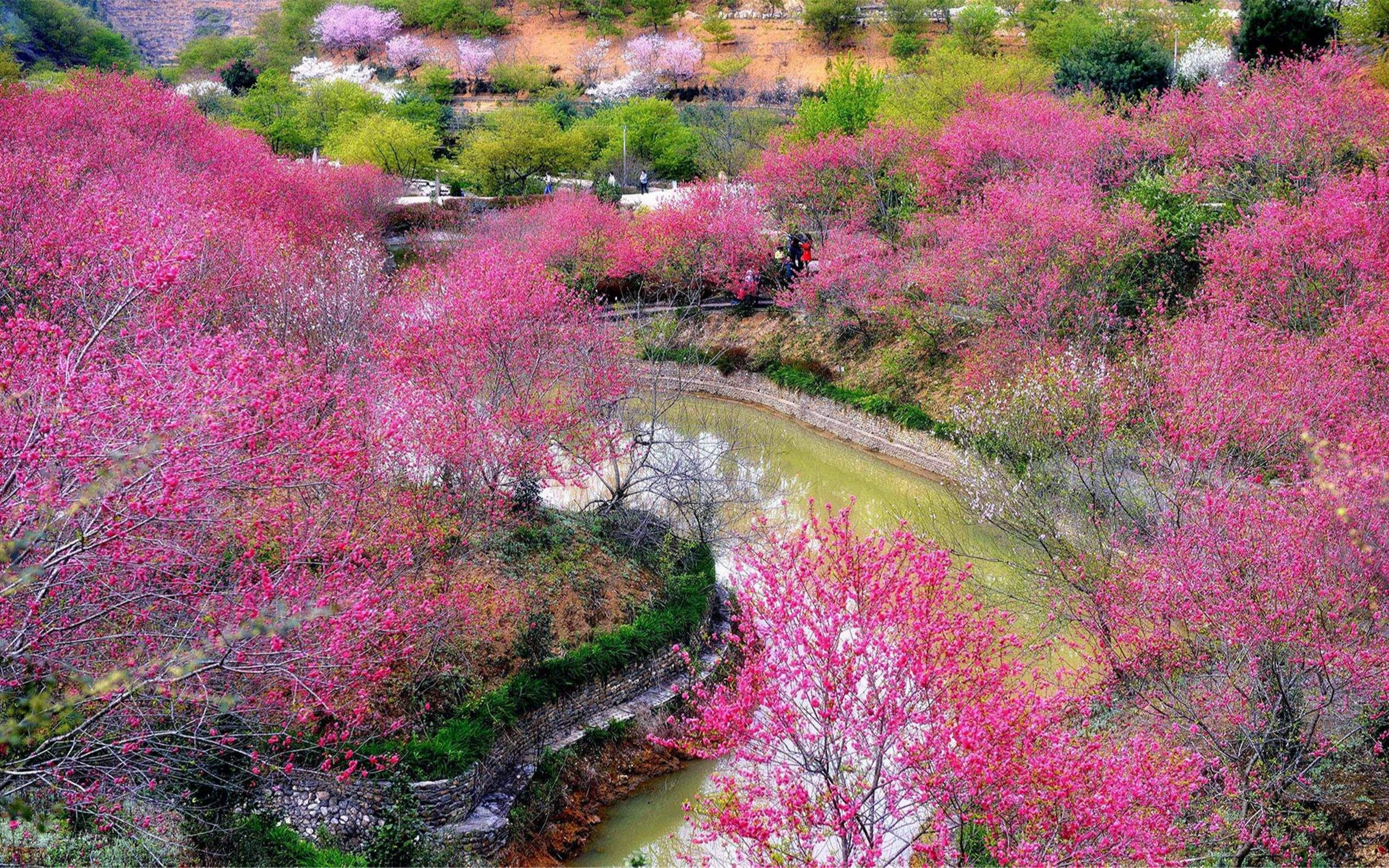 桃花风景最美图片