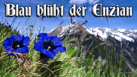 Blau Bluht Der Enzian 蓝色的龙胆草花 德国民歌 英语歌词 哔哩哔哩
