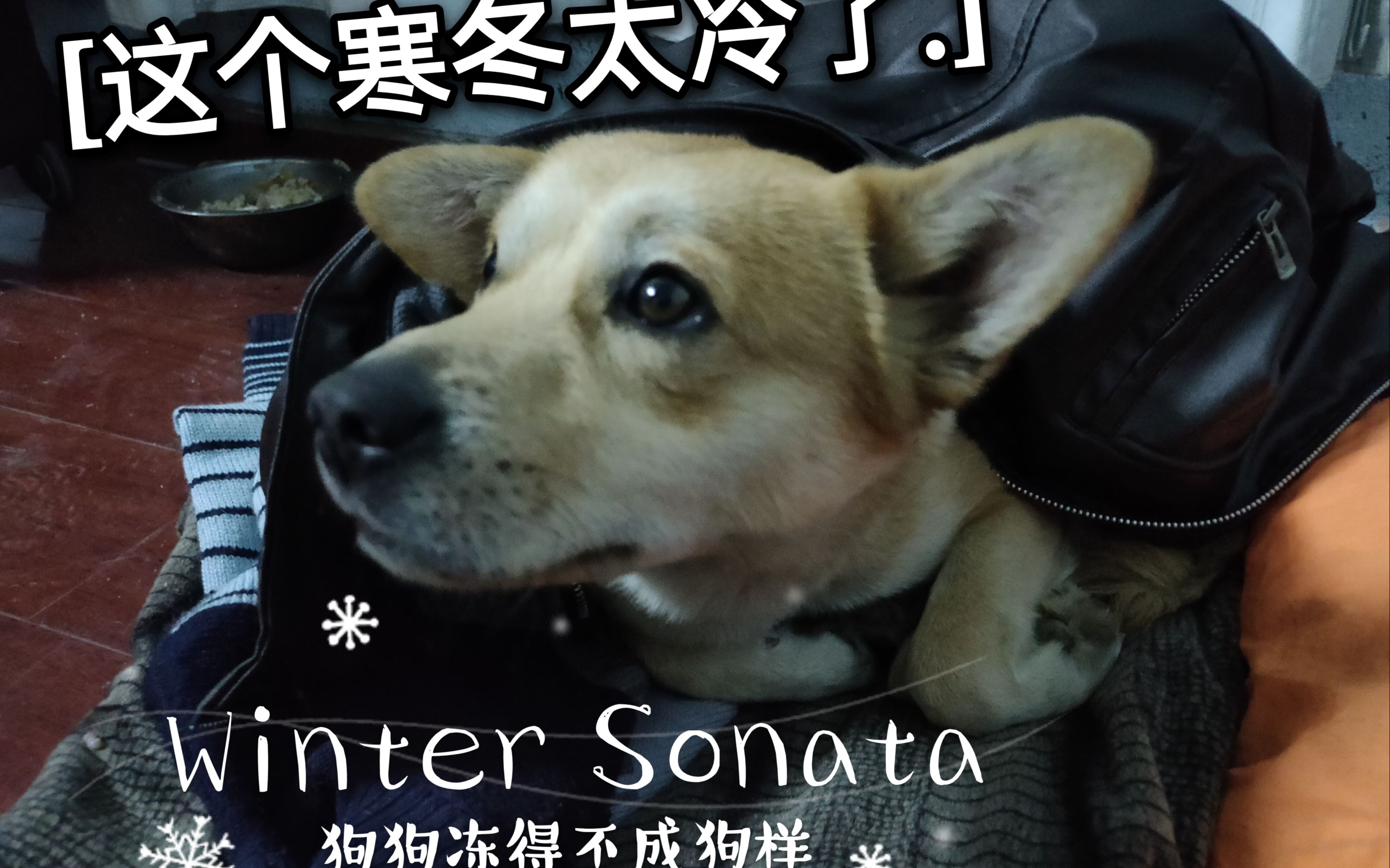 这个寒冬武汉太冷了广东的婉玲广西的多多都冻得受不了