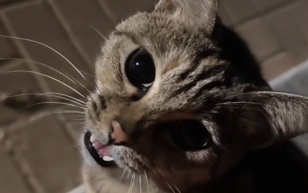 有问必答的热心猫学长