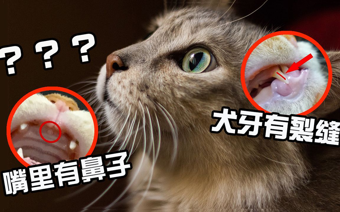 猫咪身体构造的秘密第二篇,这5个猫的冷知识你知道吗? 【初识猫咪EP10】哔哩哔哩bilibili