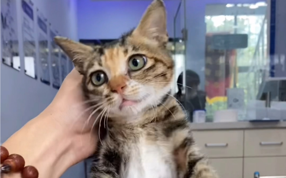 两个耳朵的领养人_哔哩哔哩_bilibili