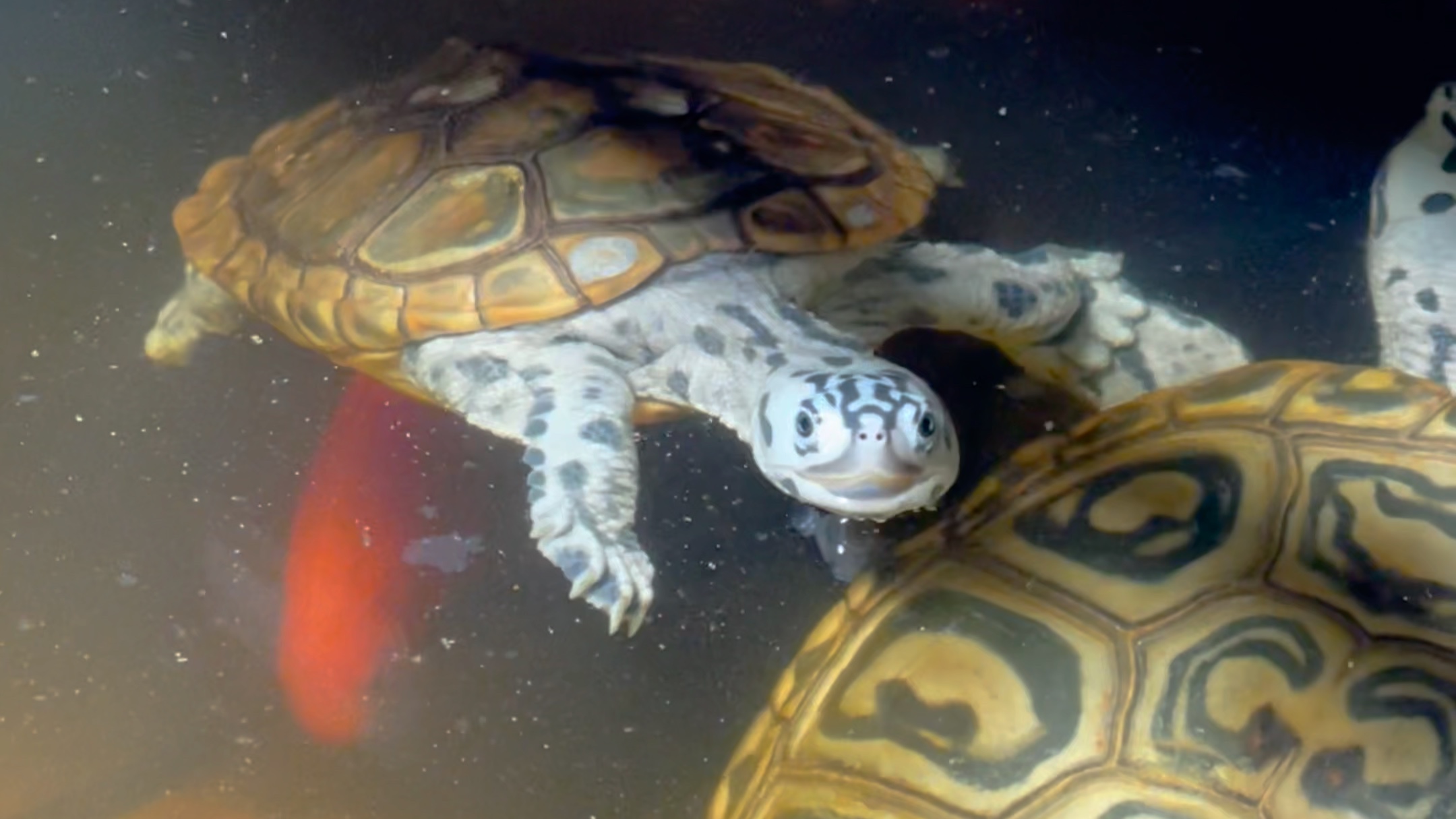 拍拍皇冠公,皇冠钻纹龟,豹子钻纹龟,大花钻纹龟