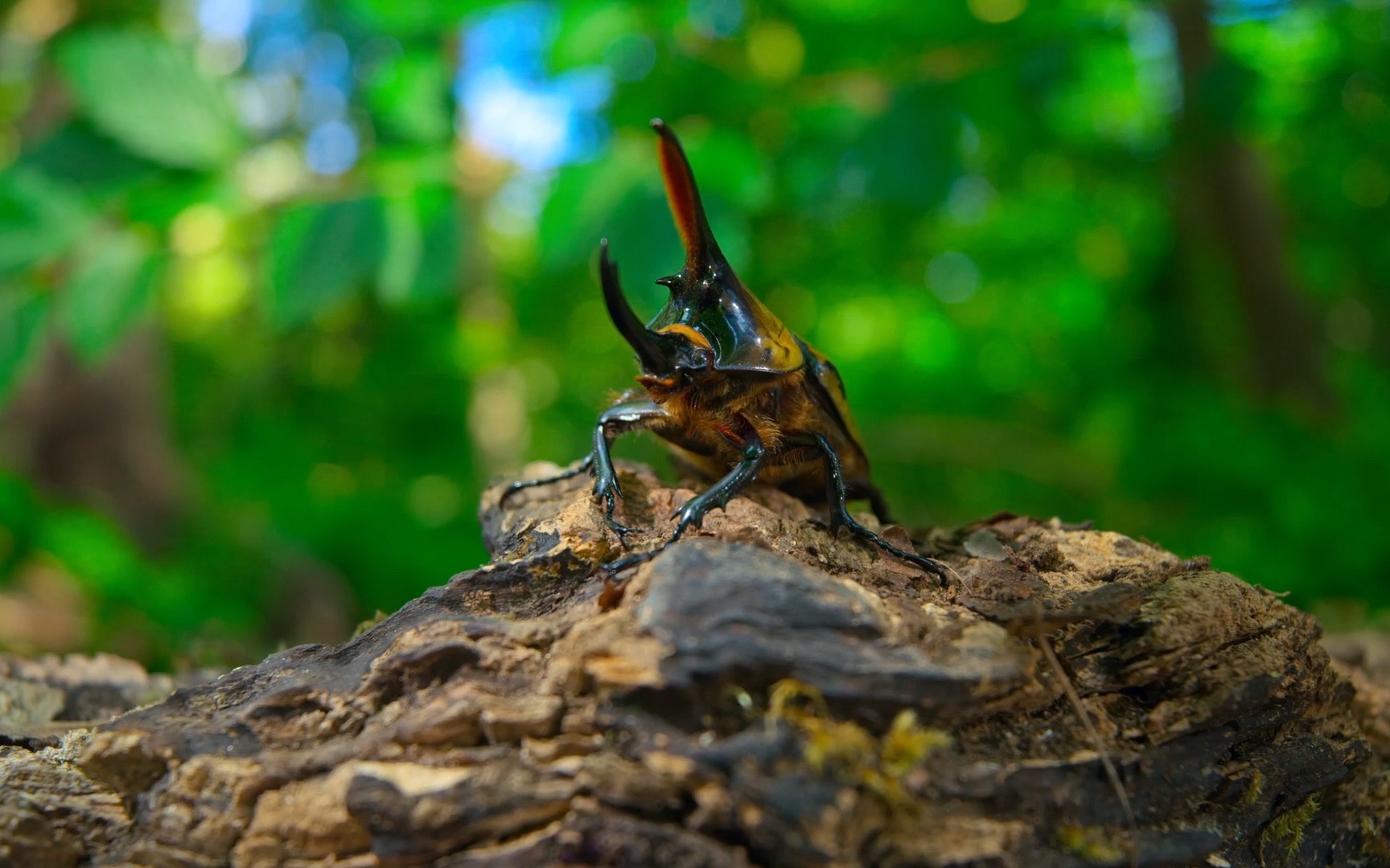 活动作品大力独角仙下赢得配偶