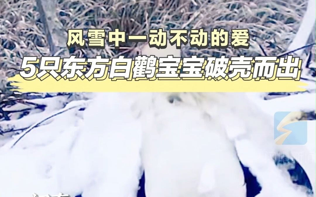 [图]风雪中一动不动的爱 5只东方白鹳宝宝破壳而出丨大河之洲