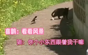 Tải video: 这是什么迪士尼剧情呀，演技在线的猫和喜鹊