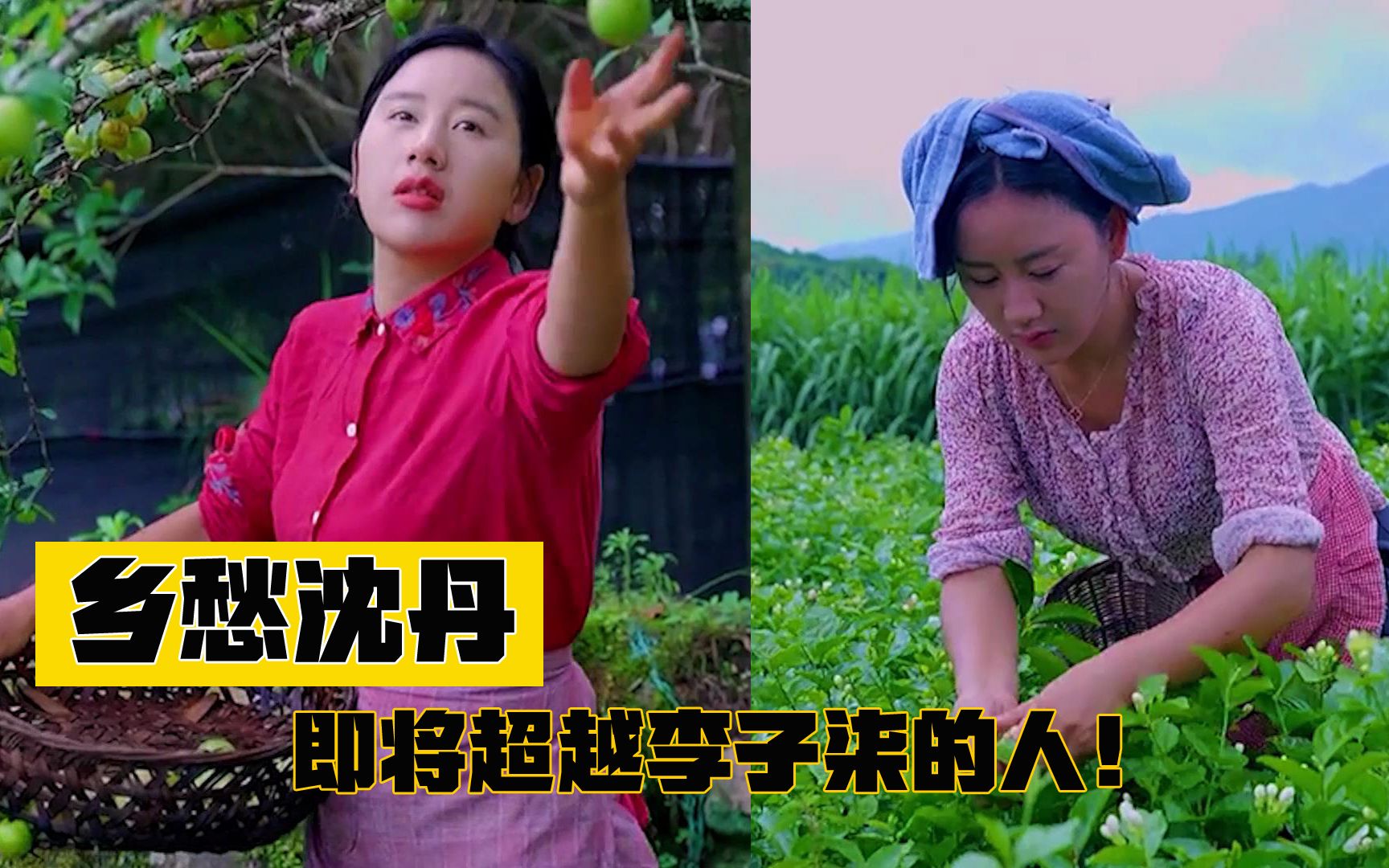 乡愁沈丹:福建农村单亲妈妈凭什么逆袭成千万网红,坐拥千亩茶山!