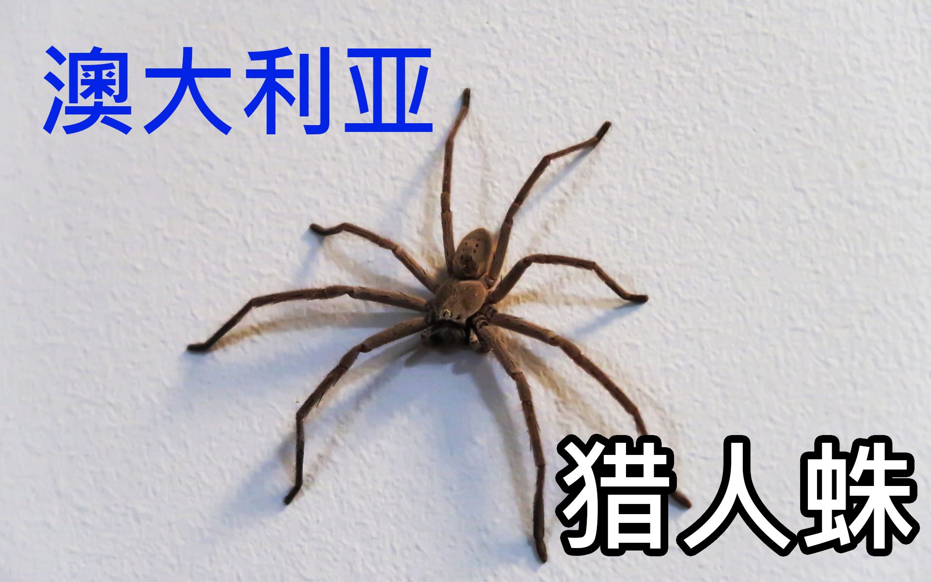 【蛋丁tv】澳大利亚猎人蛛 长腿欧巴别吓我啊