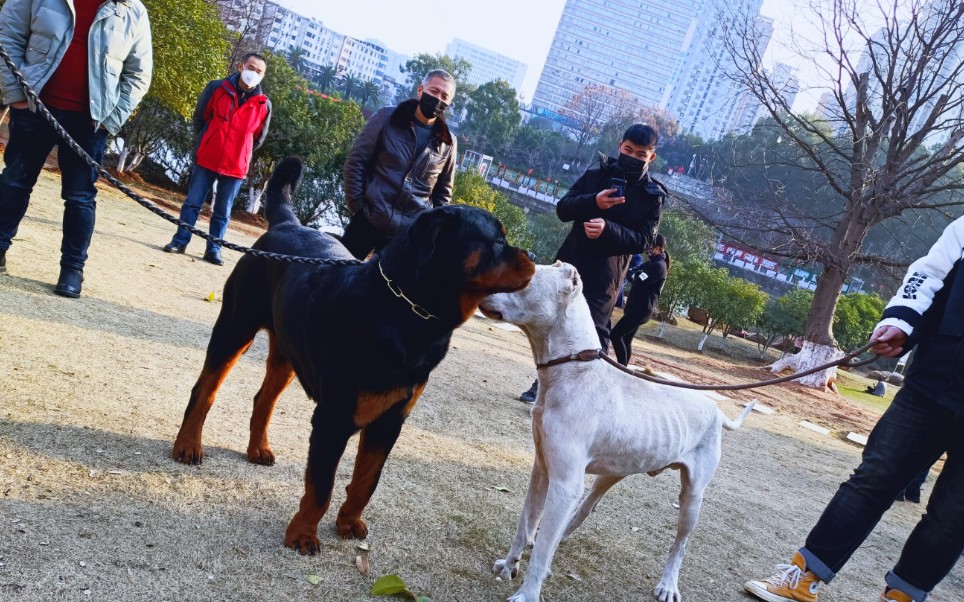 杜高对战百斤罗威纳