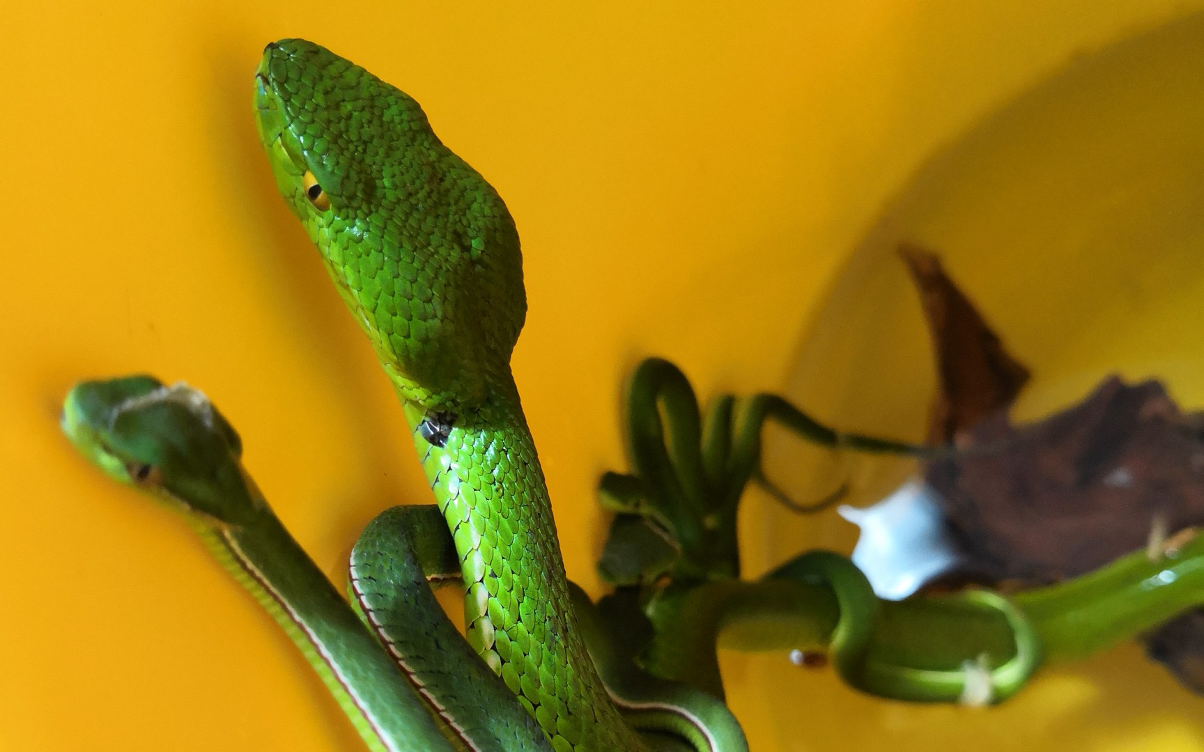 家里的竹叶青生了好多小baby