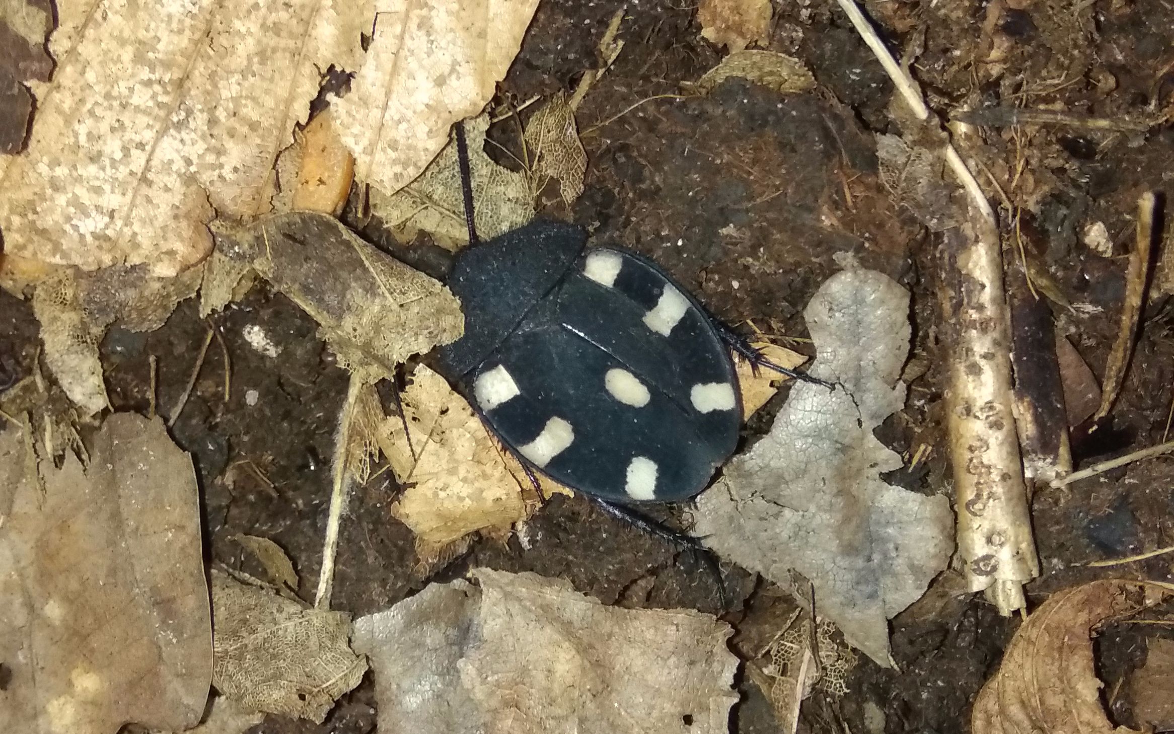 therea petiveriana多米诺蟑螂简易饲养介绍