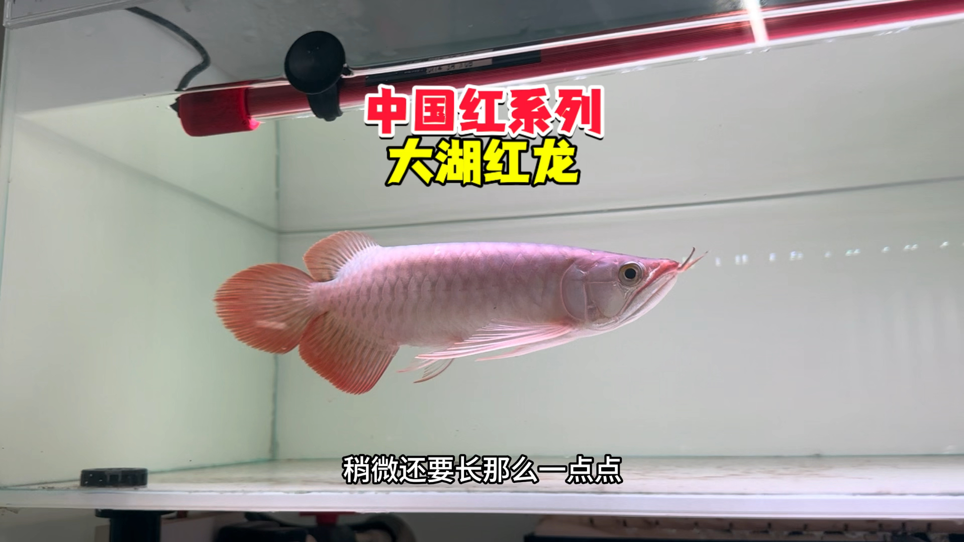 中国红系列大湖红龙最新回鱼了哦,这次鱼的品质非常不错!中尺寸!