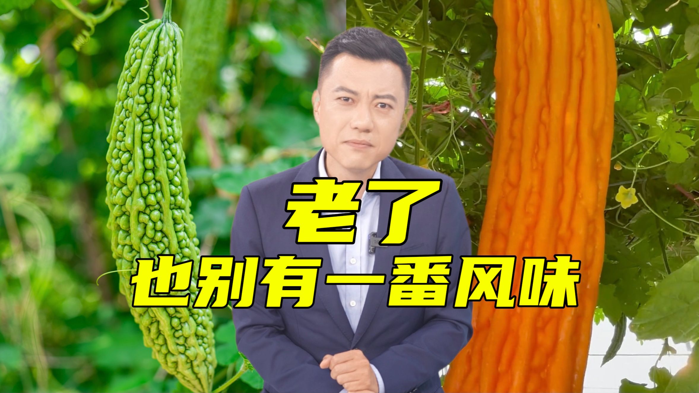 疙疙瘩瘩却特别甜的水果，是苦瓜变老了？！【主播说三农】