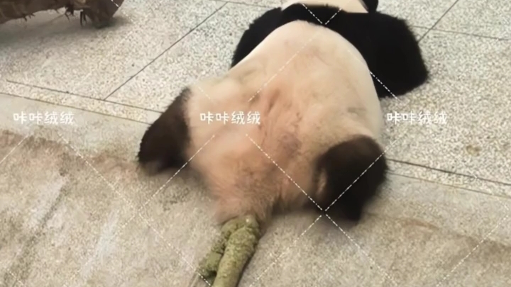 熊猫拉屎搞笑
