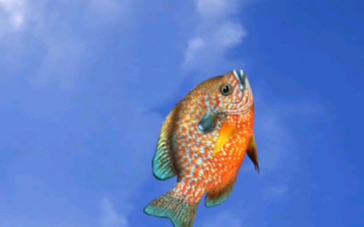 钓鱼发烧友鱼类合集第三季:张家界三星鱼长耳石斑鱼(红胸太阳鱼)